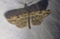 Peribatodes rhomboidaria rhomboidaria