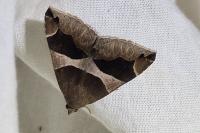 Dysgonia algira