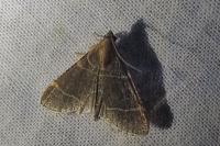 Hypsopygia glaucinalis