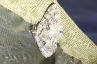 Peribatodes ilicaria ilicaria