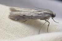 Amphithrix sublineatella