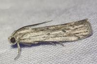 Amphithrix sublineatella