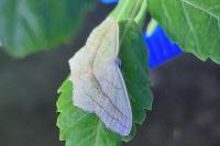 Scopula imitaria