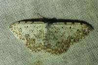 Scopula submutata roseonitens