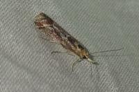 Ancylosis