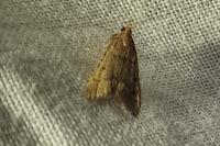 Bostra obsoletalis