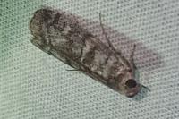 Dioryctria