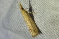 Ematheudes punctella