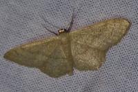 Idaea aversata