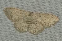 Scopula marginepunctata