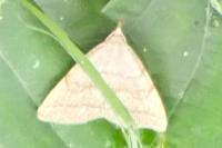 Herminia tarsipennalis