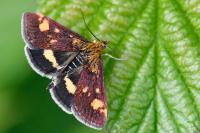 Pyrausta aurata