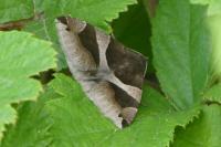 Dysgonia algira
