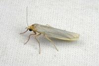 Eilema caniola