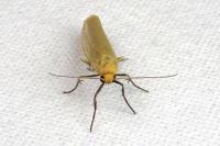 Indalia pygmaeola pallifrons