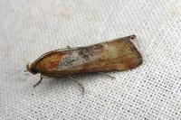 Pterothrixidia rufella