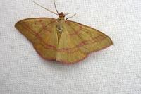 Rhodostrophia calabra