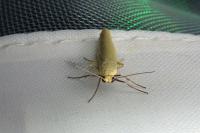 Indalia pygmaeola pallifrons
