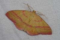 Rhodostrophia calabra