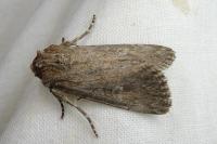 Dichagyris forcipula
