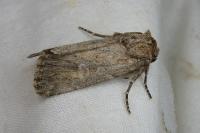 Dichagyris forcipula