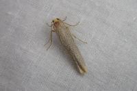 Eilema caniola