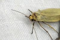 Indalia pygmaeola pallifrons