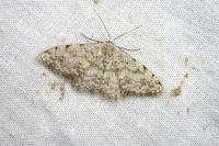 Scopula submutata roseonitens