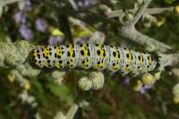 Cucullia verbasci