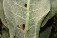 Cucullia thapsiphaga