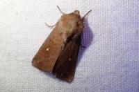 Mythimna albipuncta