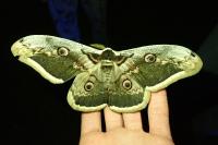 Saturnia pyri