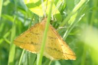 Aspitates ochrearia