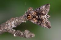 Abrostola