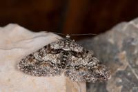 Cleora cinctaria