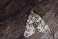 Chloroclysta siterata