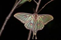 Graellsia isabellae