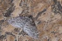 Lobophora halterata