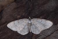 Aethalura punctulata