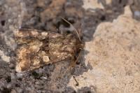 Conisania luteago olbiena
