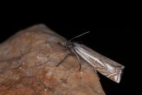 Crambus lathoniellus