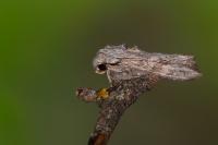 Egira conspicillaris