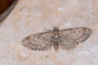 Eupithecia vulgata
