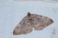 Rheumaptera cervinalis barbuti