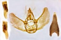 Eupithecia vulgata