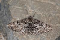 Cleora cinctaria