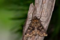 Conisania luteago olbiena