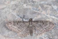 Eupithecia vulgata