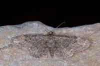 Eupithecia vulgata