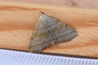 Herminia tarsicrinalis